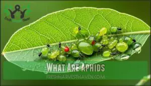 what are aphids