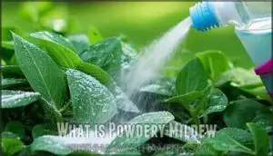 what is powdery mildew