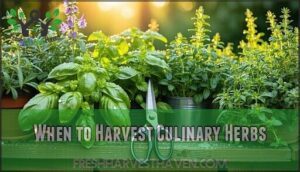 when to harvest culinary herbs