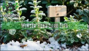 winter herb care tips