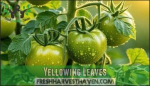 yellowing leaves