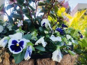 A beautiful flower arrangement in a basket with purple flowers.