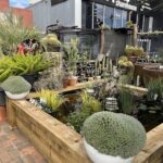 A beautiful garden with a variety of plants and flowers, including a large cactus.