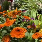 A beautiful orange flower is the centerpiece of a colorful garden.