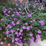 A beautiful purple flower with a long stem.