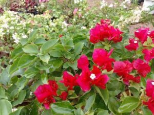 A beautiful red flower with white petals is the centerpiece of this garden scene.