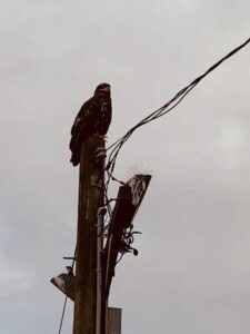 A bird perched on a telephone pole, looking out over the city.