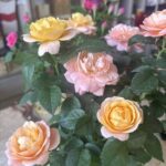 A bouquet of pink and yellow flowers in a vase.