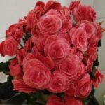 A bouquet of pink flowers in a vase.