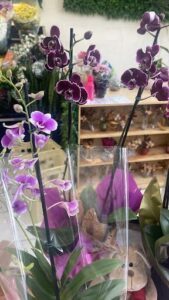 A bouquet of purple orchids in a vase.