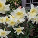 A bouquet of yellow flowers bloom in a garden.