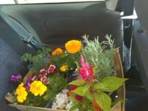 A box of flowers sits in the back seat of a car, ready to brighten up the ride.