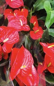 A bunch of red flowers with green leaves.