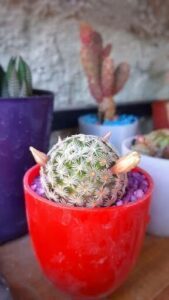 A cactus with a flower on top of it.