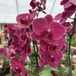 A close-up of a beautiful pink orchid with a green stem.