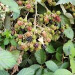 A close-up of a blackberry bush with many ripe blackberries.