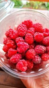 A close-up of a container filled with fresh red raspberries.