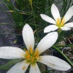 A close-up of a flower with a yellow center and white petals.