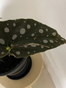 A close up of a leaf with a hole in it.