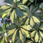 A close up of a leafy plant with yellow and green spots.