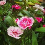 A close up of a pink and white flower with a green leaf.