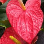 A close up of a pink flower with a yellow center.