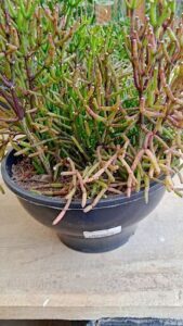 A close up of a plant in a black pot.