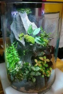 A close-up of a plant in a glass vase, with a variety of plants and mosses.