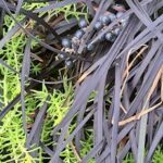 A close up of a plant with a few black berries on it.