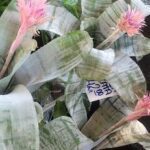 A close-up of a plant with a price tag of 1200.