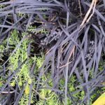 A close-up of a plant with black and green leaves, possibly a fern.