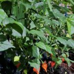 A close-up of a plant with green leaves and red peppers.