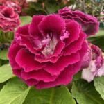A close-up of a purple flower with a pink center, surrounded by green leaves.