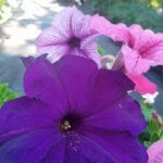 A close-up of a purple flower with a yellow center, surrounded by other flowers.