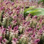 A close-up of a purple flower with green leaves, showcasing the beauty of nature.