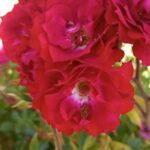 A close up of a red flower with a white center.