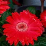 A close-up of a red flower with a yellow center.
