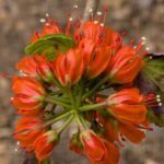 A close up of a red flower with green leaves.