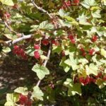 A close-up of a tree with red berries and green leaves.