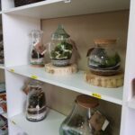 A collection of glass jars filled with plants and moss are displayed on a white shelf.