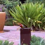 A colorful bird perches on a metal box in a garden setting.