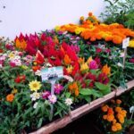 A colorful display of flowers in a garden, including a variety of pink, yellow, and orange blooms.