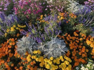 A colorful garden with a variety of flowers, including yellow, orange, and purple.
