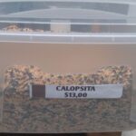 A container of Califlower sits on a table.