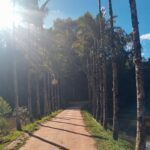 A dirt road with palm trees on either side, leading to a green field.