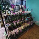 A display of flowers in pots, including purple orchids, are arranged on a shelf.