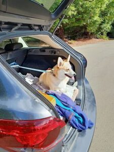 A dog is sitting in the back of a car, enjoying the ride.
