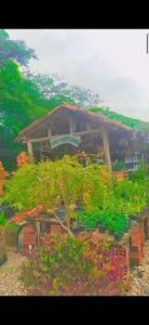 A garden store with a variety of plants and pots.