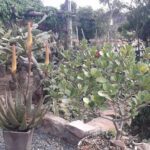 A garden with a variety of plants, including a cactus with a flower blooming.