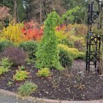 A garden with a variety of plants, including a green bush and a tree.